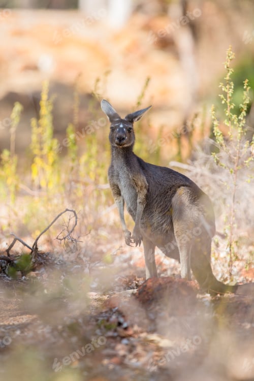 Kangaroo Standing Tall in Natural Australian Habitat