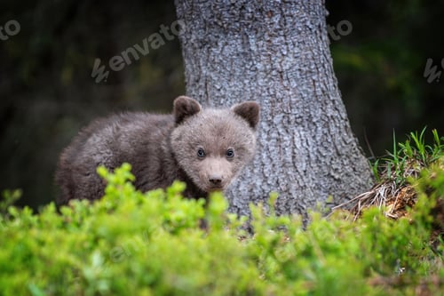 Preview: Young brown bear cub in the forest. Animal in the nature habitat