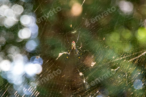 Preview: Spider