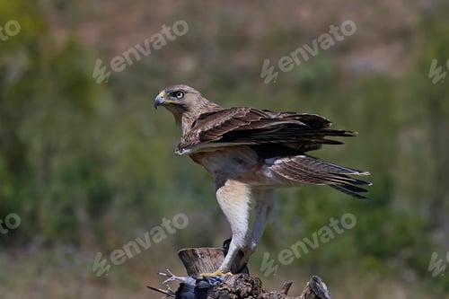 Preview: Bonellis eagle (Aquila fasciata)