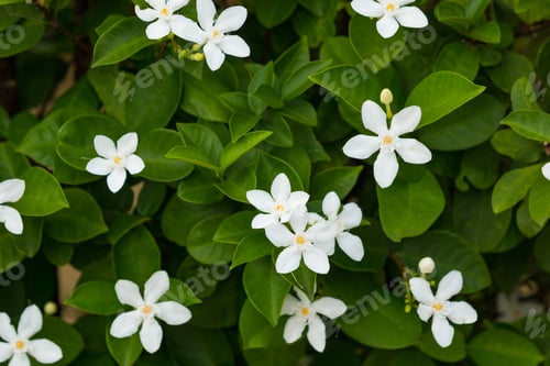 Preview: Jasmine flowers and leaves as background