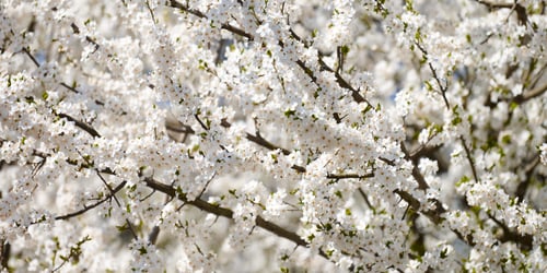 Preview: White plum blossom, beautiful white flowers of prunus tree in city garden, detailed plum branch