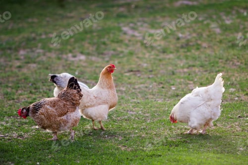 Preview: Three grown healthy white and brown hens on green grass outside in rural yard on old wooden barn