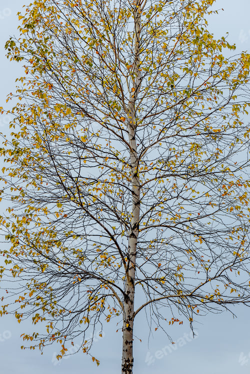 Preview: Birch tree with autumn foliage