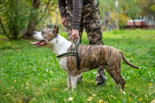 Preview: Staffordshire Terrier Obedience Training in the Park with Dog's Full Attention