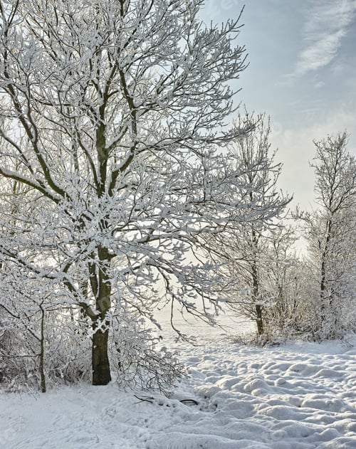 Preview: The sun is shining on this winters day. Shot of a scenic winter landscape.