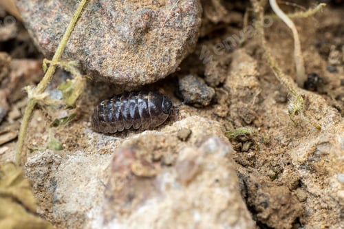 Preview: Close-up of a small Woodlouse insect on a surface of rocky soil