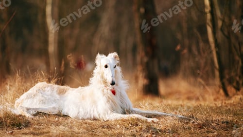 Preview: Dog Russian Borzoi Wolfhound Head , Outdoors, Autumn Season