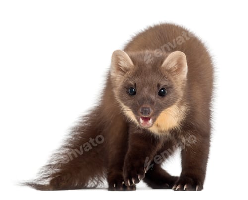 Preview: European Pine Marten or pine marten, Martes martes, 4 years old, standing against white background