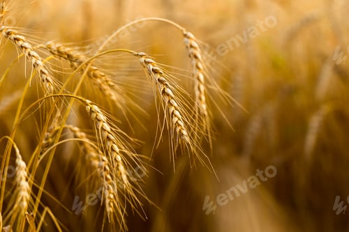 Preview: Spikes of ripe rye on a summer evening
