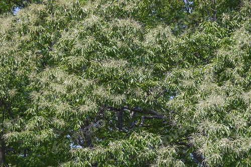 Preview: American Chestnut (Castanea Dentata) In Blossom