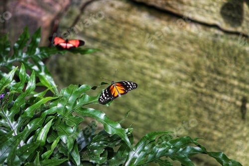 Preview: Butterfly close up