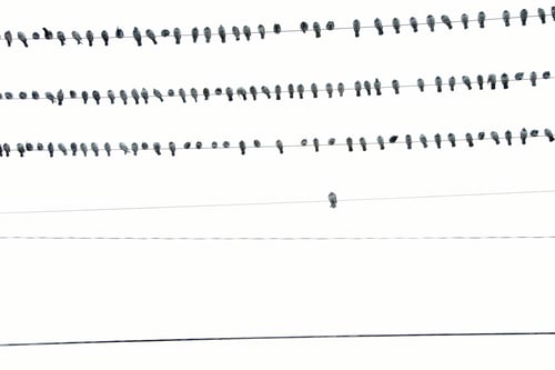 Preview: Pigeons on telephone wires