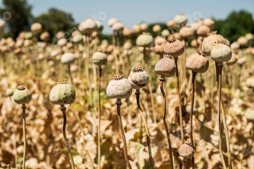 Preview: Opium poppies