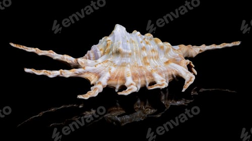 Preview: Scorpion Conch Shell on Black Background