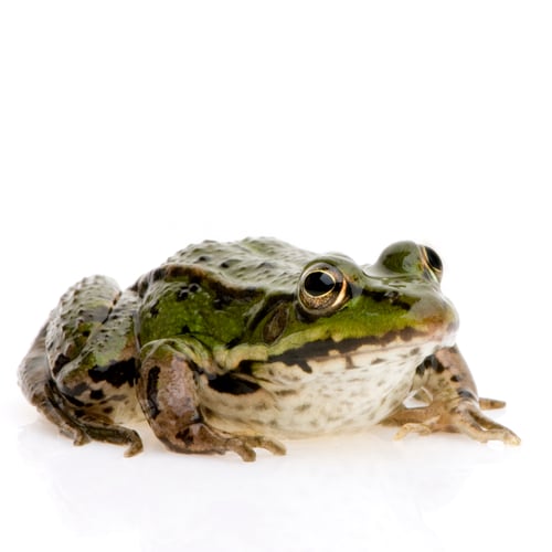 Preview: Common Toad - Bufo bufo