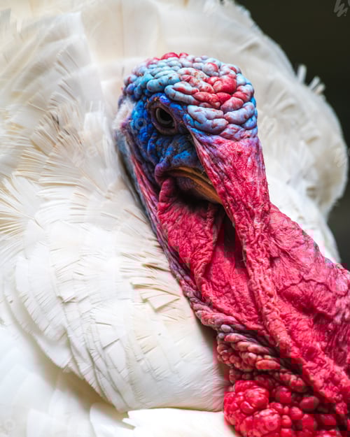 Preview: Broad Breasted White Turkey bird close up, vibrant red and blue wrinkled skin
