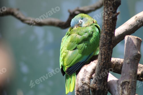 Preview: Vibrant green parrot resting on a tree branch with a soft blurred background