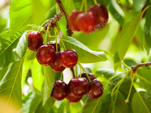 Preview: Cherry Farm