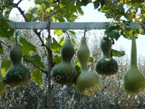 Preview: gourds hanging outdoors drying next to olive tree