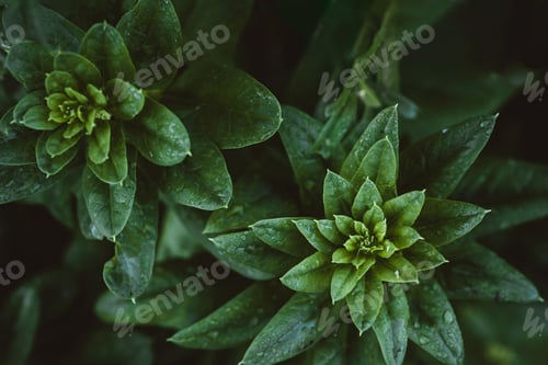 Preview: Green background from spinach plant close up. Green vegetable natural backdrop