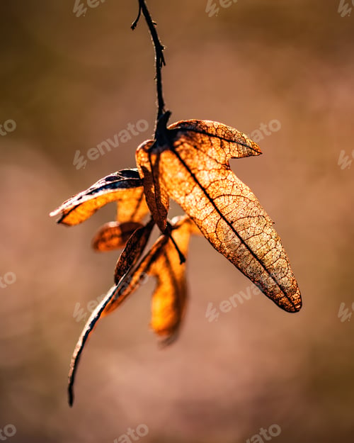 Preview: the dried leaves and stems of a plant are hanging upside down