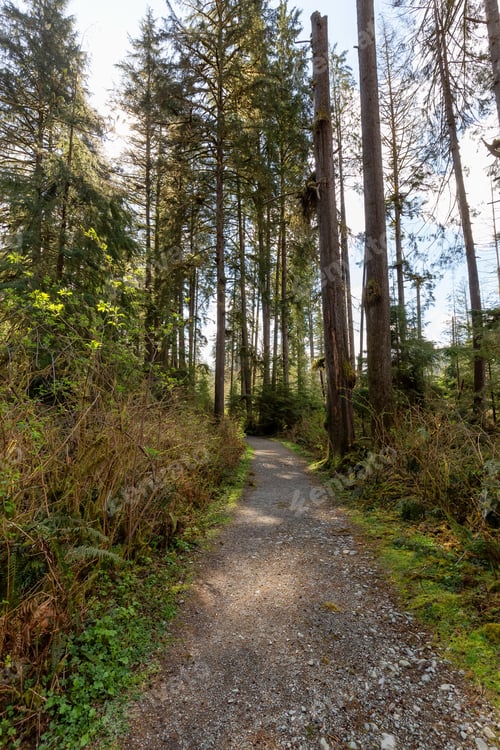 Preview: Hiking Trail in a vibrant forest with green trees.