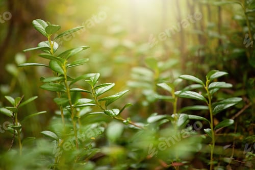 Preview: Green plant growing in forest in sunlight in background