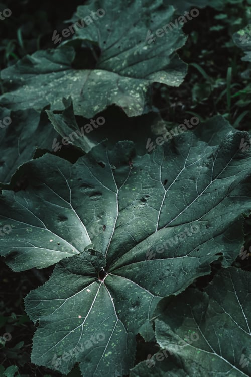 Preview: Large green leaves of burdocks on a dark background.