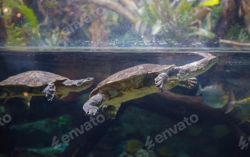 Preview: turtle swimming in the water