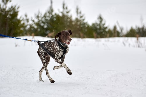 Preview: Winter sled dog racing Pointer dog running, snow forest background