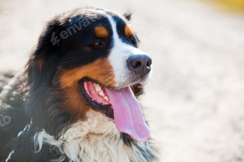 Preview: Bernese mountain dog portrait