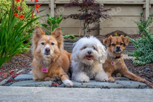 Preview: Three cute dogs laying down outdoors