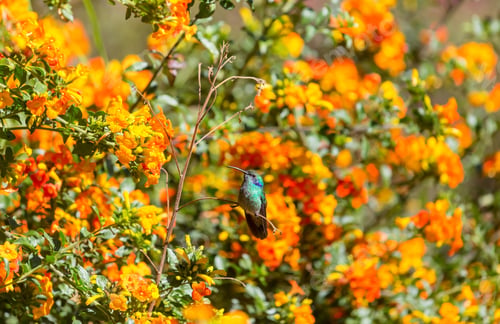 Preview: Kolibri