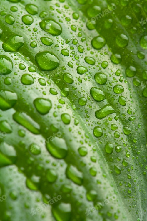 Preview: fresh green leaf with water droplets