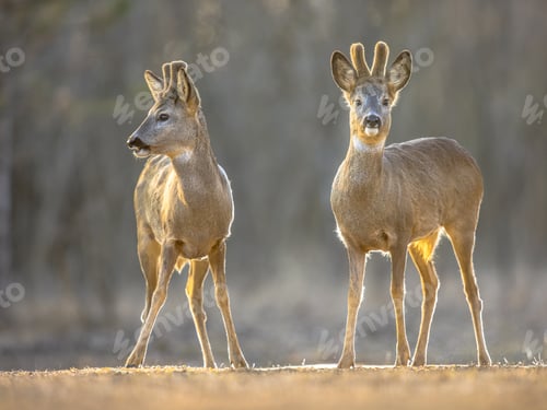 Preview: Two Roe deer on clearing