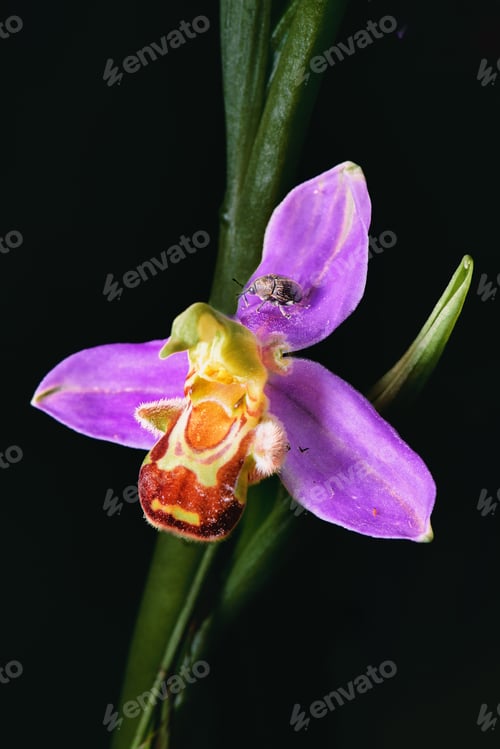 Vista previa: Macro of Ophrys apifera flower with insect on petals