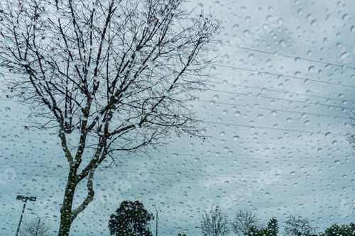 Preview: Blurred drops of rain on the window; focus on the tree in the background