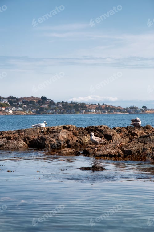 Preview: Rocky shore with birds at a modern city park, Clover Point