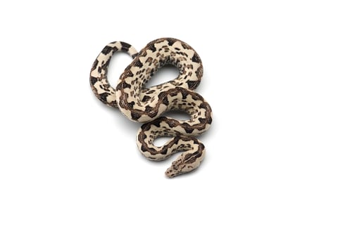 Preview: The viper boa isolated on white background