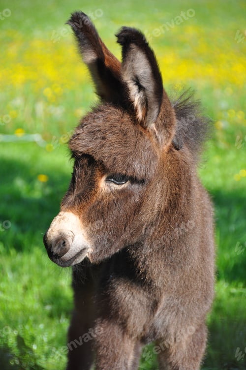 Preview: Selective focus shot of a cute baby donkey in a green background