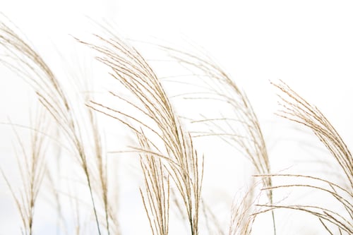 Wheat Stalks Against a Crisp White Background