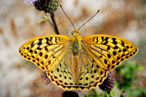 Preview: Macro shot from above of a beautiful yellow butterfly with its wings spread out.