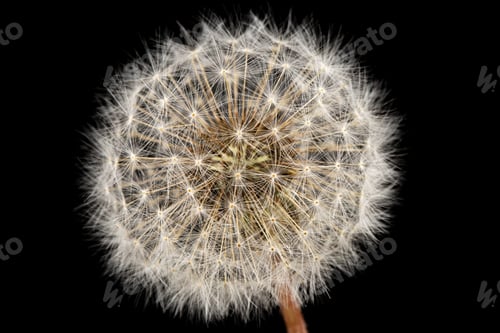 Preview: Old dandelion isolated on black background