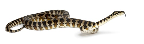Preview: Python, Morelia spilota variegata, from Papua, Indonesia against white background