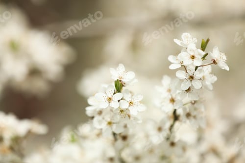Preview: Closeup view of blossoming tree outdoors on spring day
