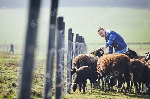 Preview: Sunny morning on the rural farm