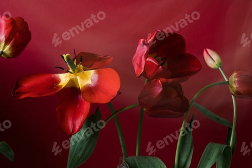 Preview: Abstract blurred background - red tulips Tulip flowers background for postcard or banner, copy space