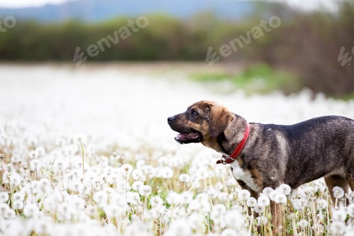 Preview: Dog in magic dandelion meadow.