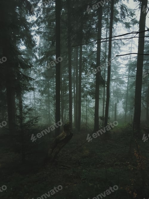 Preview: forest